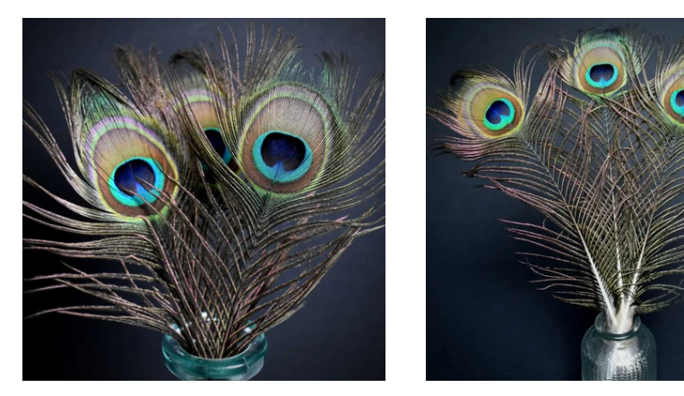 plumes de paon
